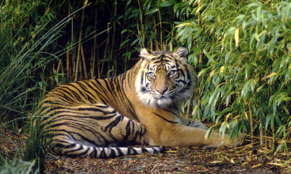 tiger